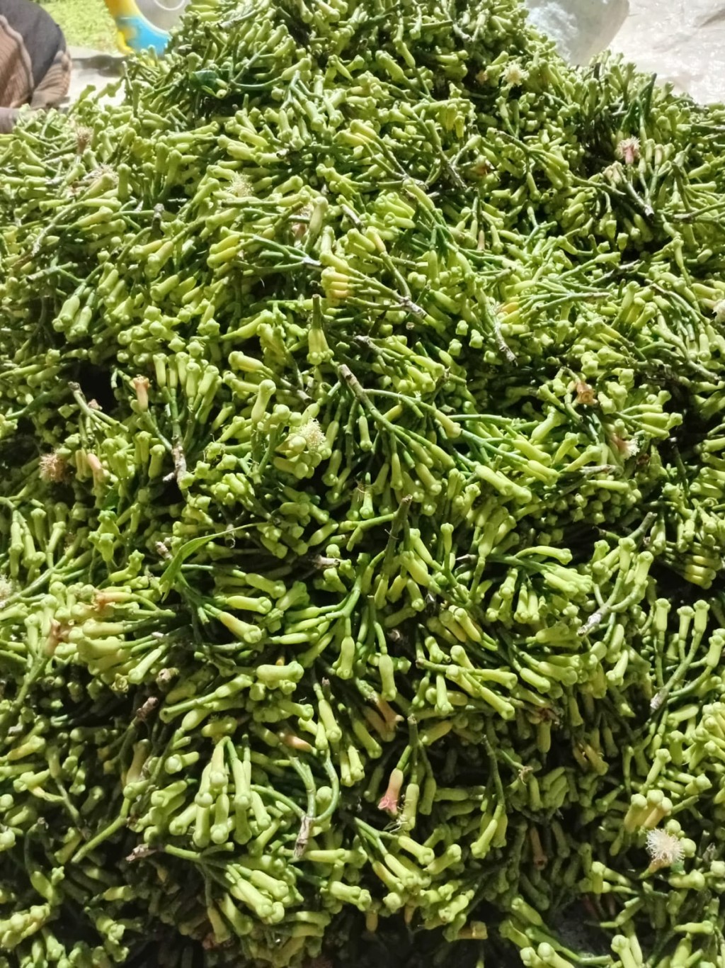 Cengkeh merupakan Komoditi Usaha masyarakat dibidang perkbunan.