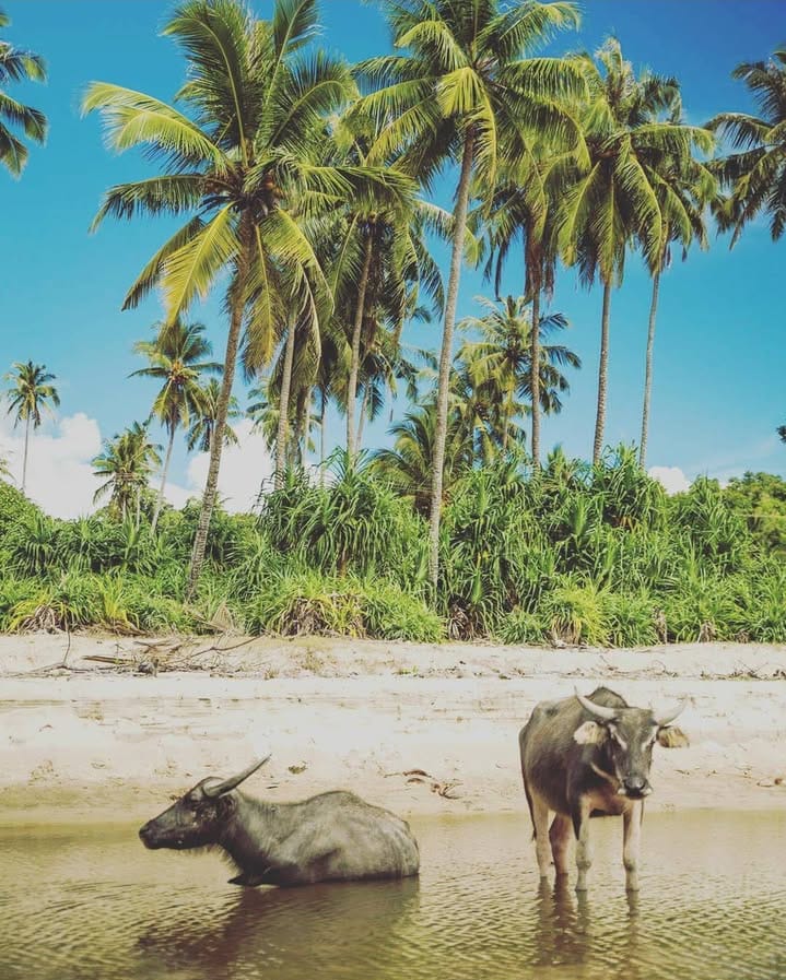 Peternakan hewan juga menjadi salah satu cara masyarakat untuk mempertahankan keunggulan ekonomi.